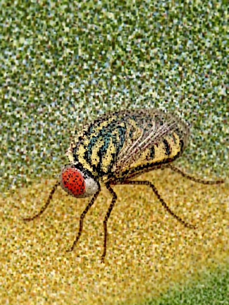 how to get rid of fruit flies